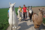 Lamawanderung mit Kindern